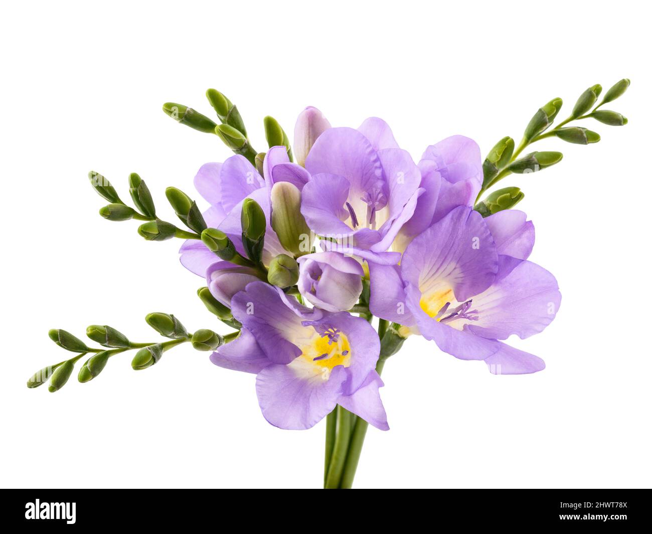 Frische Freesia Blume isoliert auf weißem Hintergrund. Stockfoto