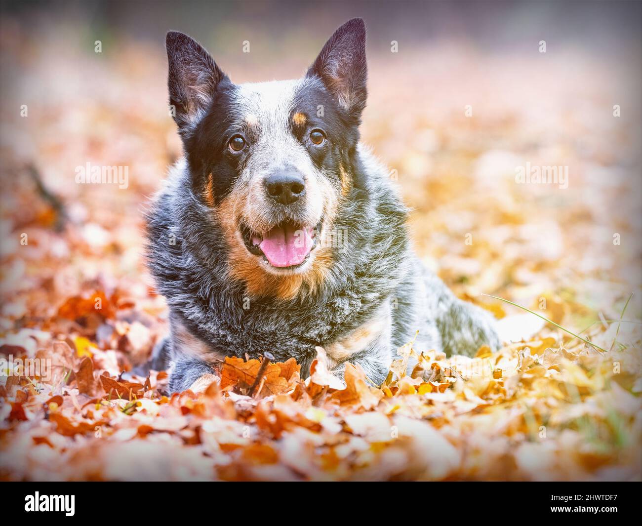 Liegender Hund in bunten Herbstblättern und in die Kamera schauen. Erstaunlich arbeiten Hund Rasse. Abstraktes Licht, farbenfrohe Lichtreflexe. Stockfoto