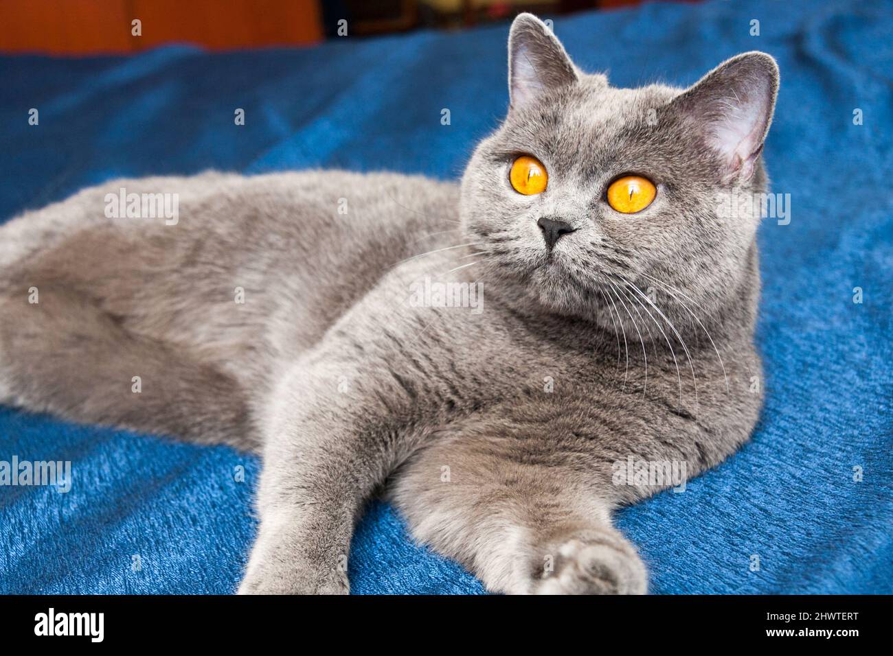 Katze mit orangefarbenen Augen, britische Katze blau auf der Couch liegend und in die Ferne schauend Stockfoto