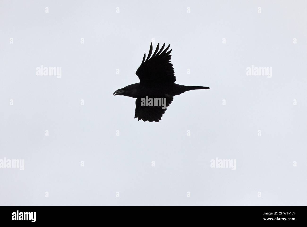 Gewöhnlicher Rabe (Corvus-Corax-Korax) Erwachsener auf dem Flug Eccles-on-Sea, Norfolk, Großbritannien Februar Stockfoto