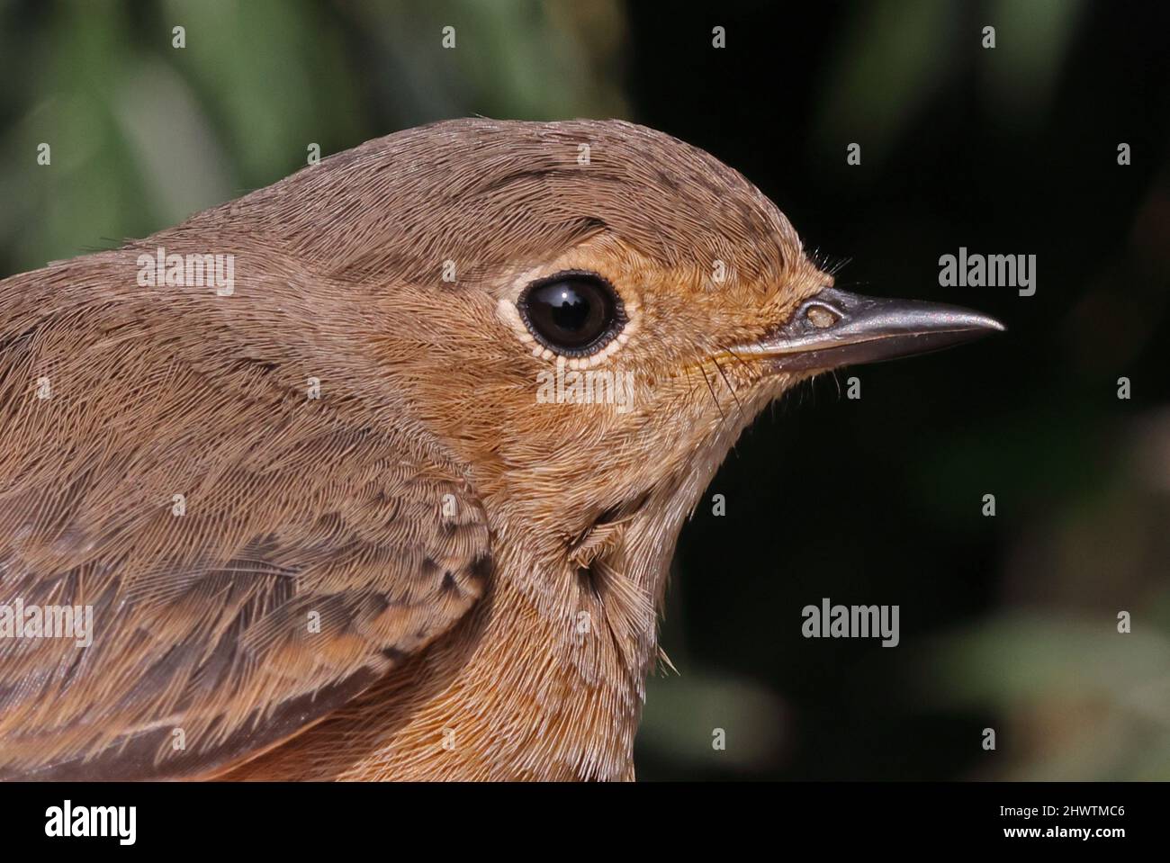 Gewöhnlicher Rotstart (Phoenicurus phoenicurus phoenicurus) Nahaufnahme des Kopfes von unreifen Eccles-on-Sea, Norfolk, Großbritannien September Stockfoto