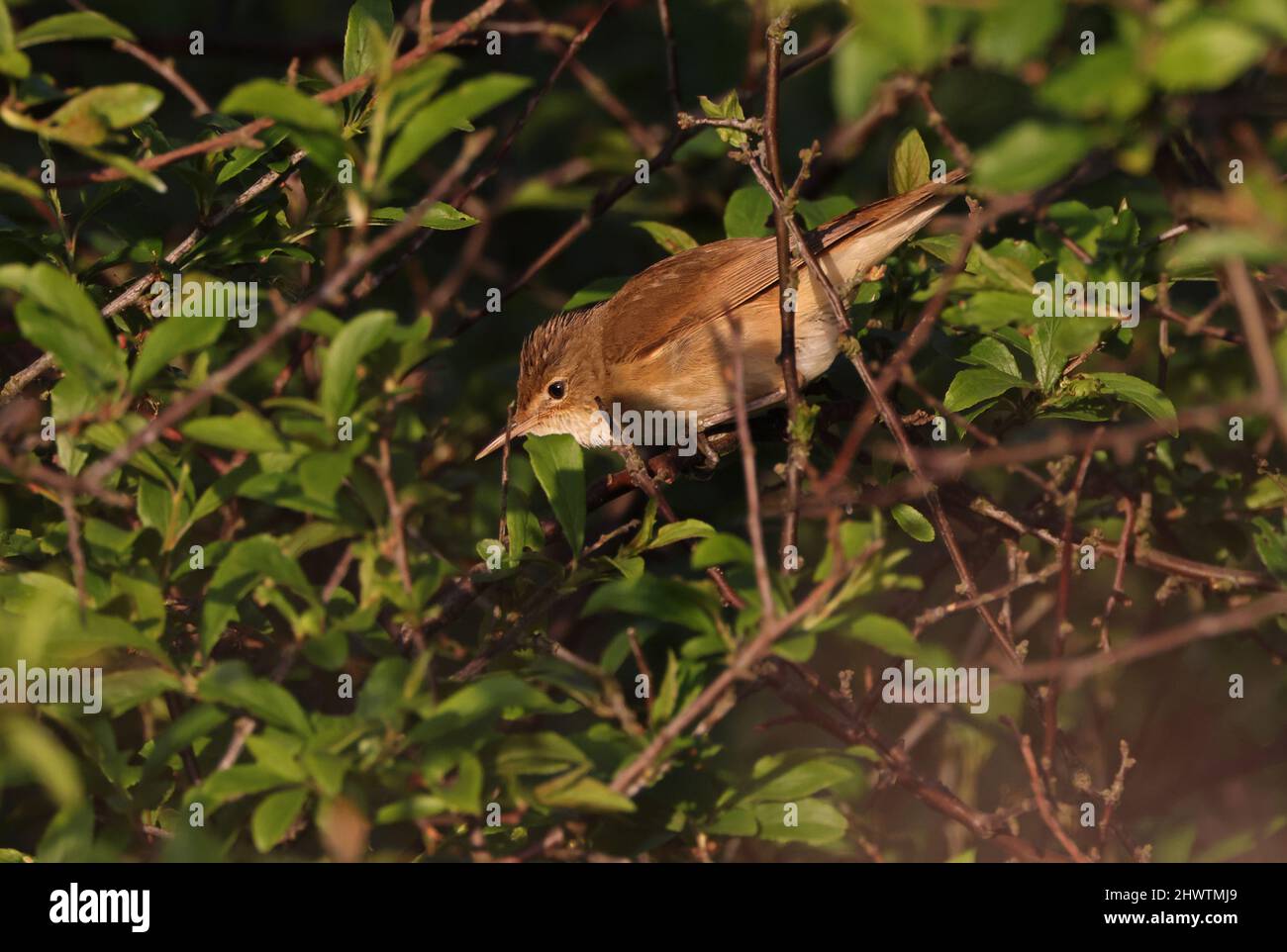 Schilfrohrsänger (Acrocephalus scripaceus scripaceus), ein Erwachsener, der im Busch Eccles-on-Sea, Norfolk, Großbritannien, hinabklettert Juni Stockfoto