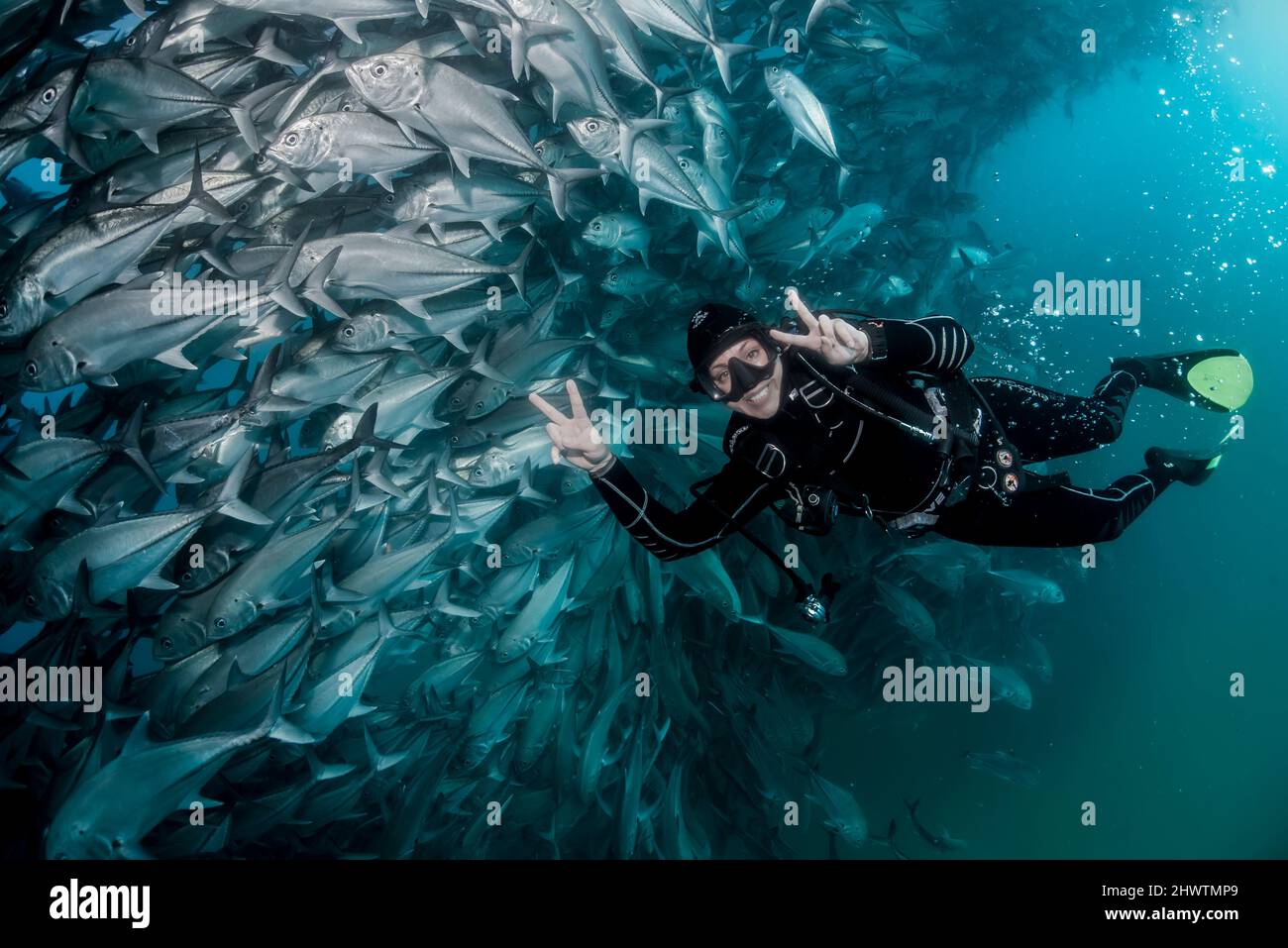 Ein Taucher bewundert in Ehrfurcht eine große Ansammlung von Bubenfischen in den Gewässern des Cabo Pulmo Marine National Park, wo die marine Biomasse exponentiell zugenommen hat Stockfoto