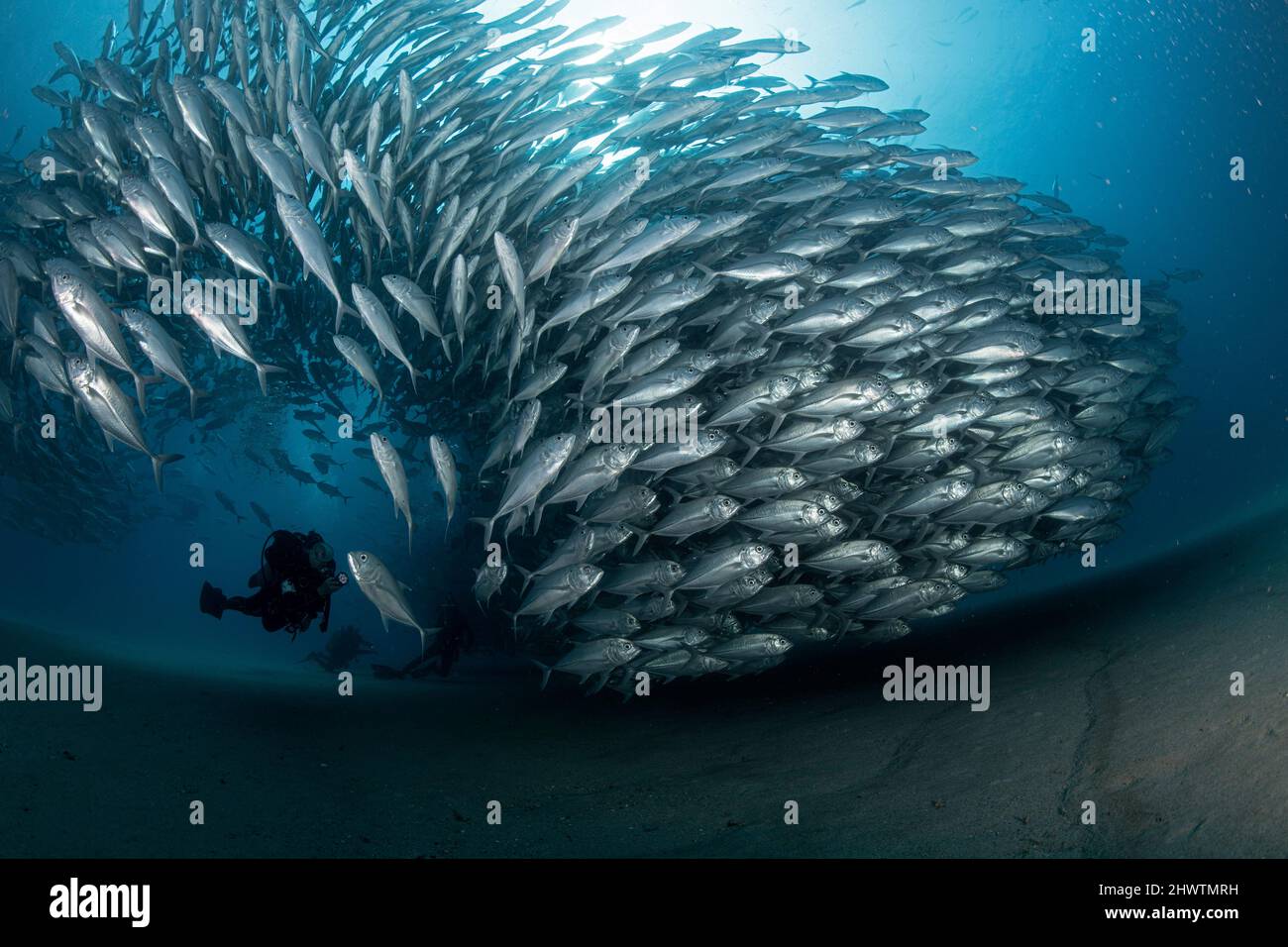 Ein Taucher bewundert in Ehrfurcht eine große Ansammlung von Bubenfischen in den Gewässern des Cabo Pulmo Marine National Park, wo die marine Biomasse exponentiell zugenommen hat Stockfoto