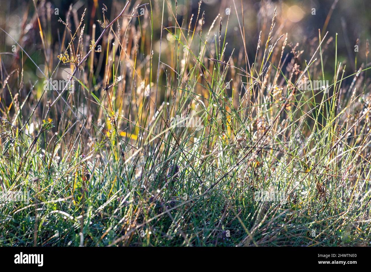 Hintergrund von einem tauen Gras an einem sonnigen Morgen. Stockfoto