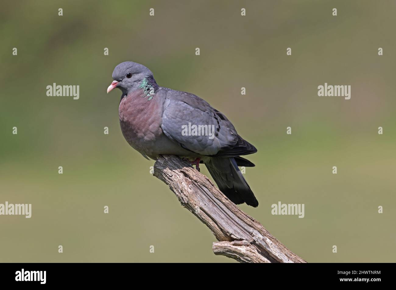 Stock Dove (Columba oenas oenas) Erwachsener, der auf dem toten Haken Eccles-on-Sea, Norfolk, Großbritannien, thront Juni Stockfoto