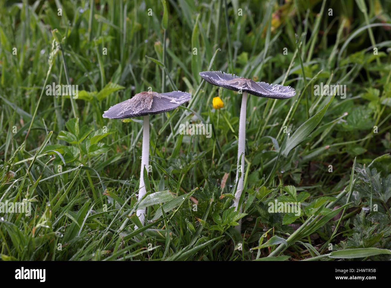 Pilze, die im feuchten Grasland Eccles-on-Sea, Norfolk, Großbritannien wachsen Juni Stockfoto