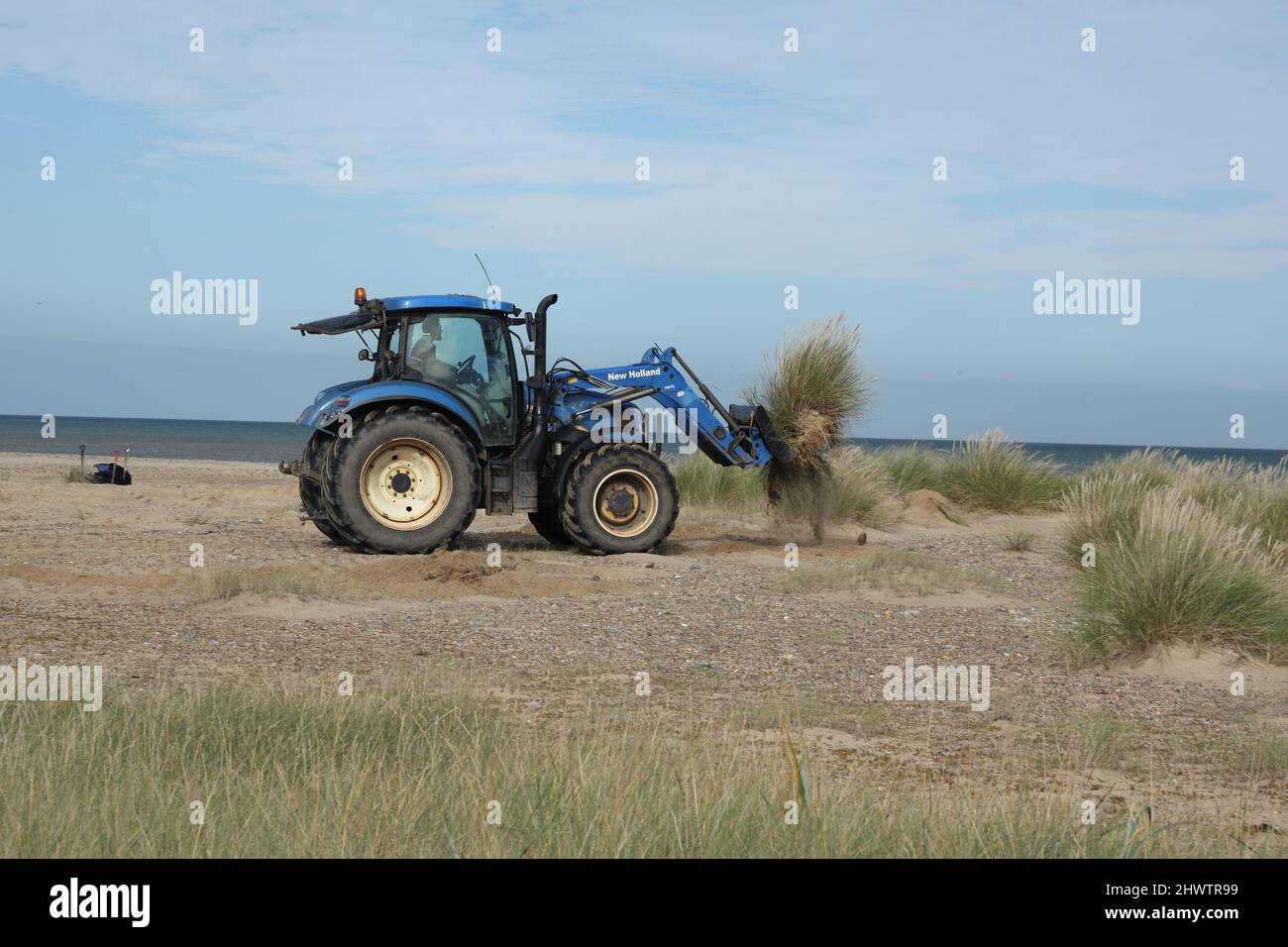 Moving Marram Grass during Remodeling of Beach to improve LittleTern Nisthabitat Eccles-on-Sea, Norfolk, UK Oktober Stockfoto