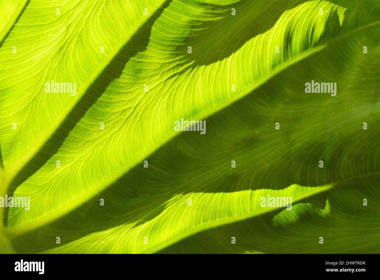 Grünes Philodendronblatt Stockfoto