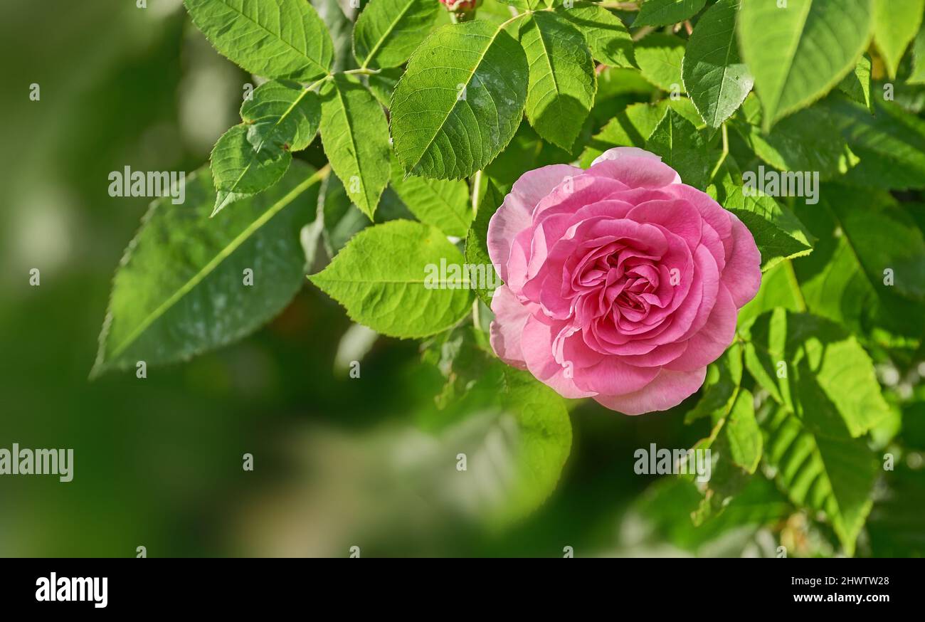 Sommergarten. Ein Foto des Gartens im Sommer. Stockfoto