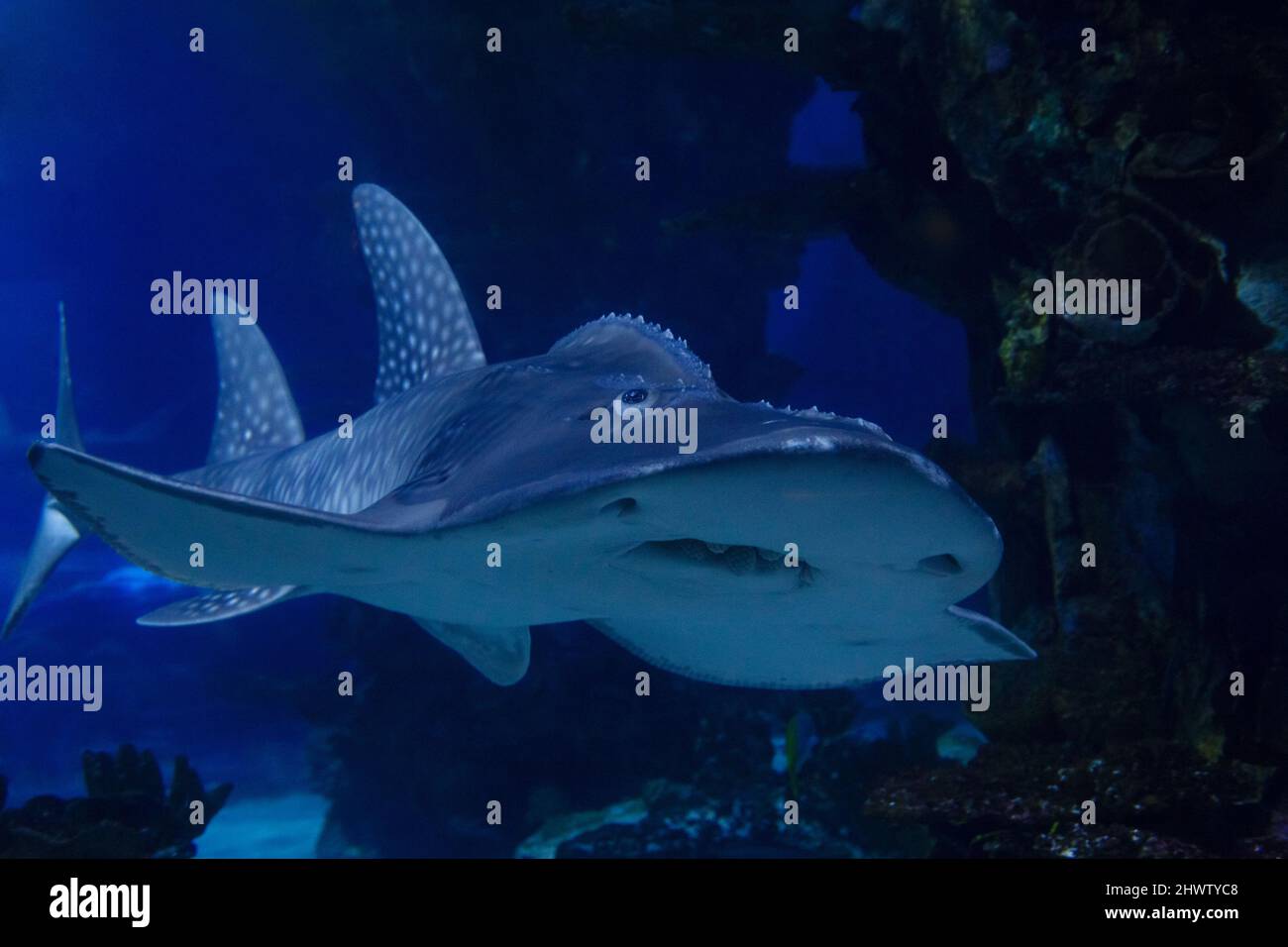 Hai-Ray (lateinischer Name Rhina ancylostoma) in einem dunklen Wasser. Stockfoto