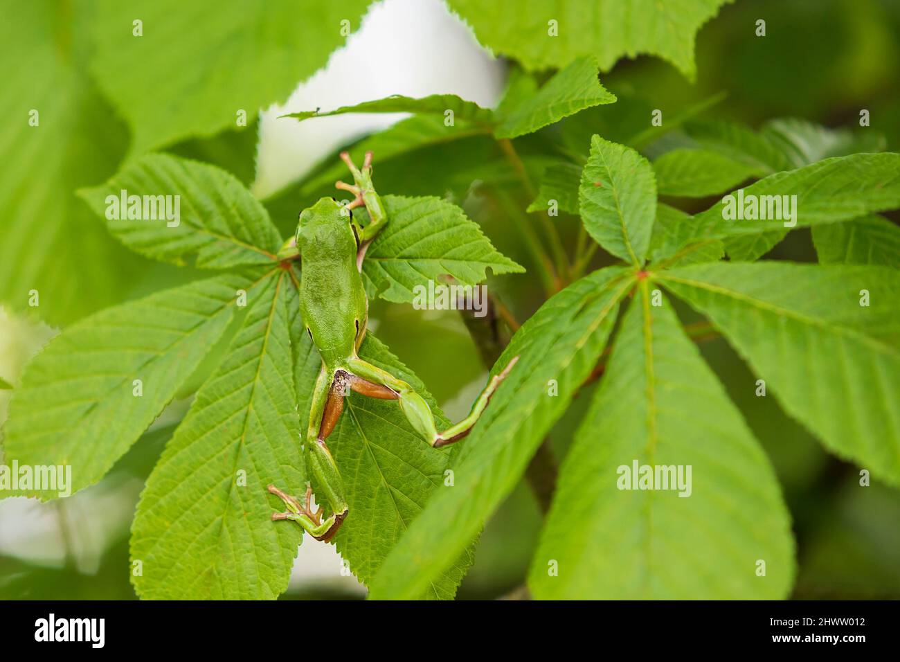 Hyla arborea - Grüner Baumfrosch - klettert zwischen die Blätter eines Baumes. Stockfoto