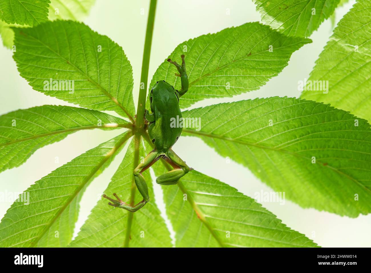 Hyla arborea - Grüner Baumfrosch - klettert zwischen die Blätter eines Baumes. Stockfoto