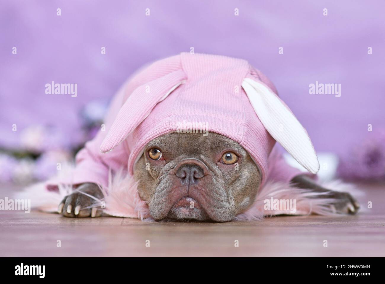 Niedlicher Flieder französischer Bulldogge mit pinkfarbenem Osterhasen-Kostüm-Hoodie Stockfoto