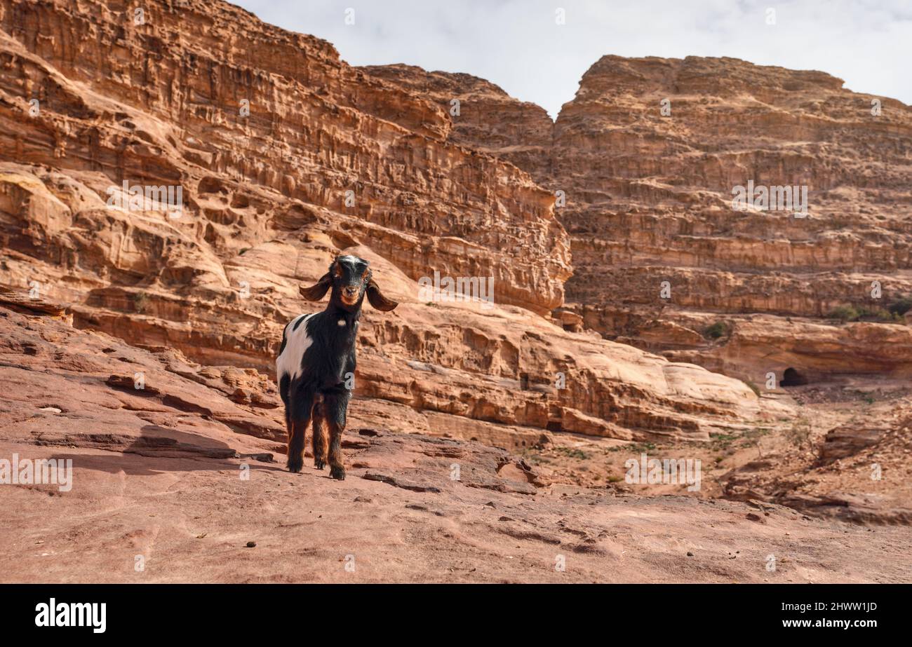Schwarze und weiße Ziege auf roten Felsformationen in Petra, Jordanien Stockfoto