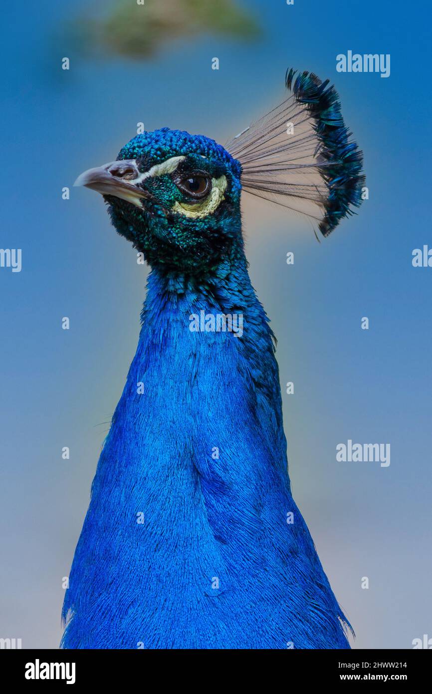 Porträt eines Pfaus mit einer Krone. Der blaue Himmel ist im Hintergrund. Stockfoto