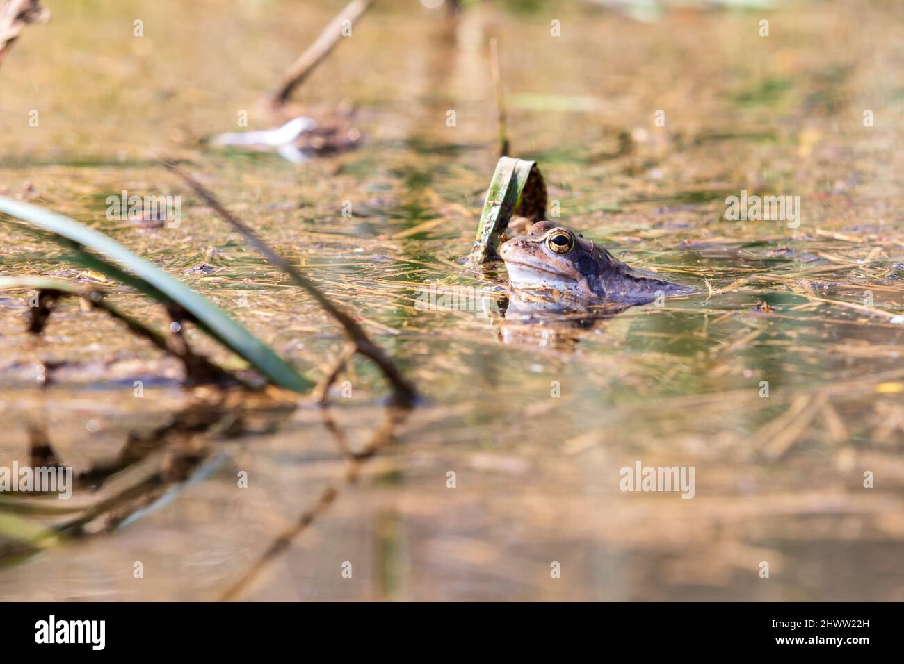 Blauer Frosch - Frosch Arvalis auf der Oberfläche eines Sumpfes. Foto der wilden Natur Stockfoto