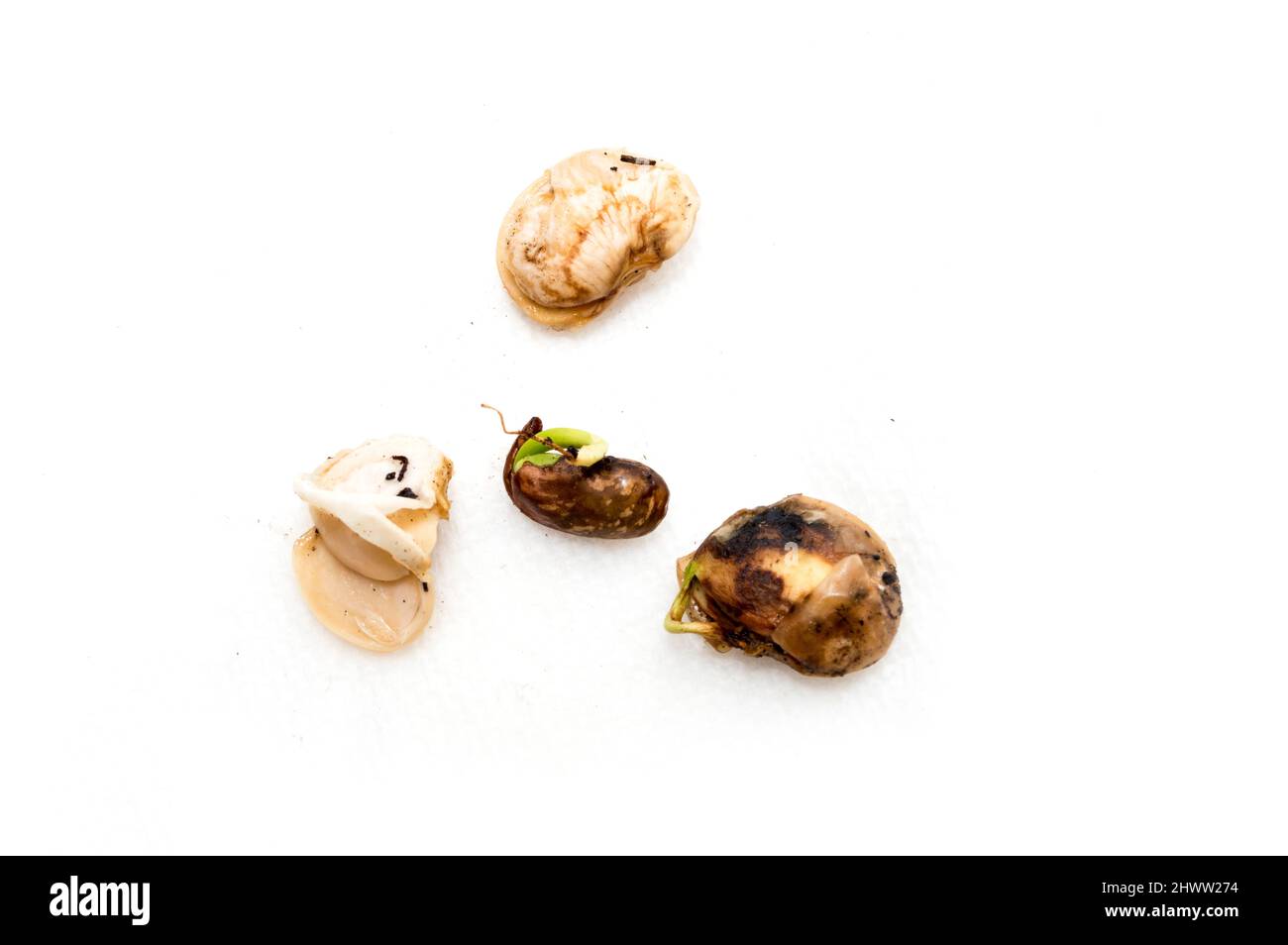 Horizontale Aufnahme von lima-Bohnen, die auf einem weißen Hintergrund mit Kopierfläche schlecht oder verdorben wurden. Stockfoto