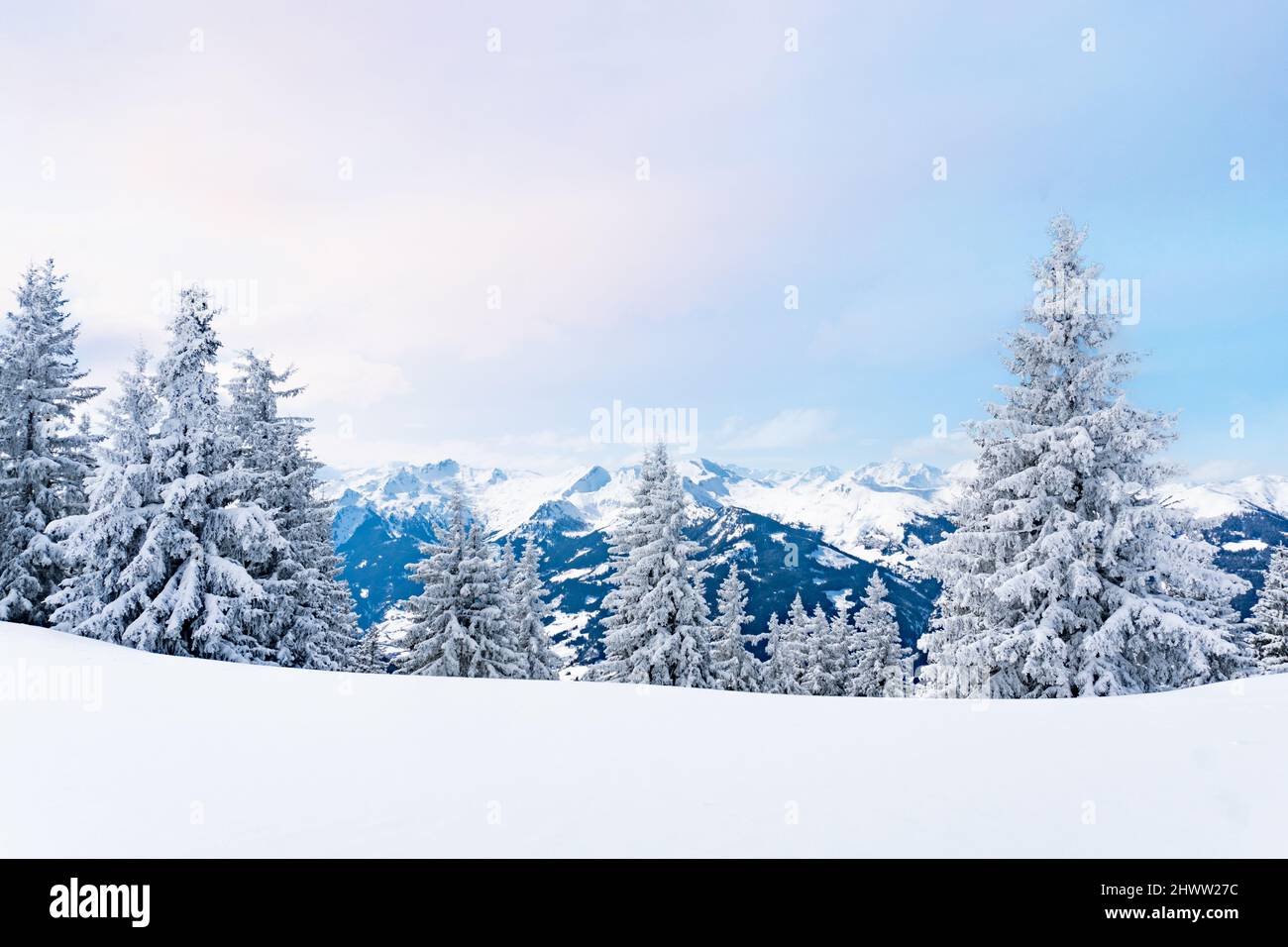 Winterwunderland in den europäischen Alpen. Schneebedeckte Bäume auf dem Berg. Stockfoto