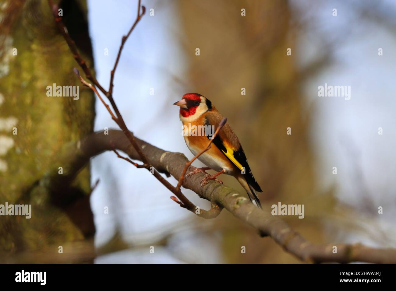 Goldfinch thronte an einem sonnigen Frühlingstag auf einem Baumzweig. County Durham, England, Großbritannien. Stockfoto