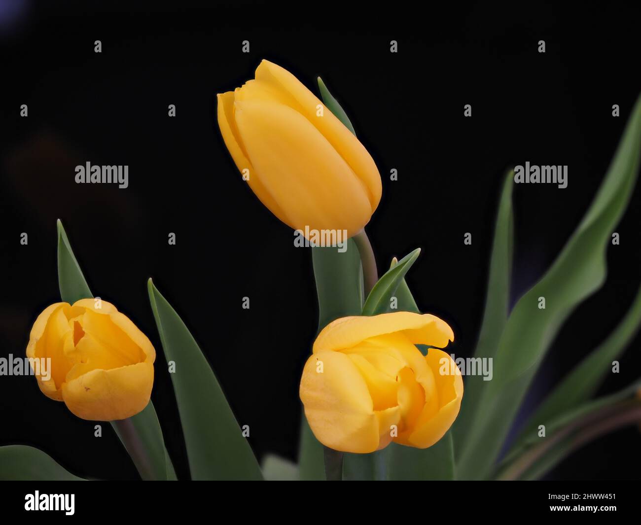 Gelbe Tulpen auf schwarzem Hintergrund. Bouquet von gelben Blumen. März 8. Gelb auf Schwarz Stockfoto