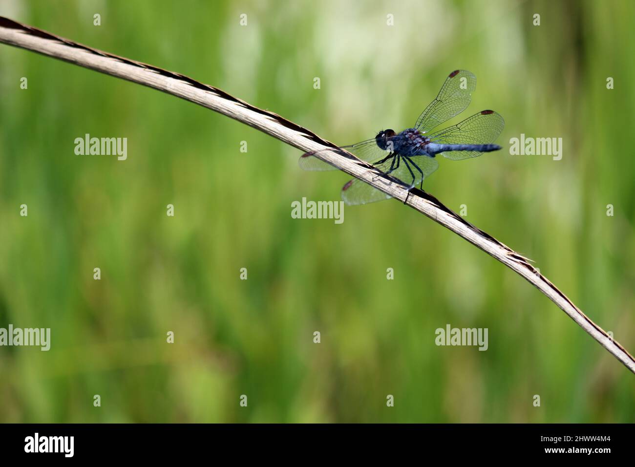 Nahaufnahme einer Libelle nach der Landung. Das Foto ist von oben nach unten zu sehen, die Flügel sind transparent blau. Die Landung erfolgte auf einem Busch neben einem Fluss. Stockfoto