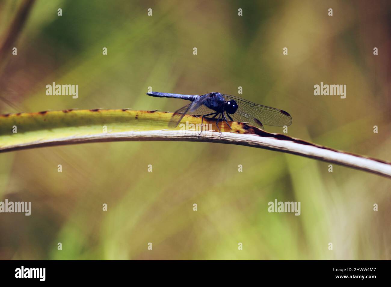 Nahaufnahme einer Libelle nach der Landung. Das Foto ist von oben nach unten zu sehen, die Flügel sind transparent blau. Die Landung erfolgte auf einem Busch neben einem Fluss. Stockfoto