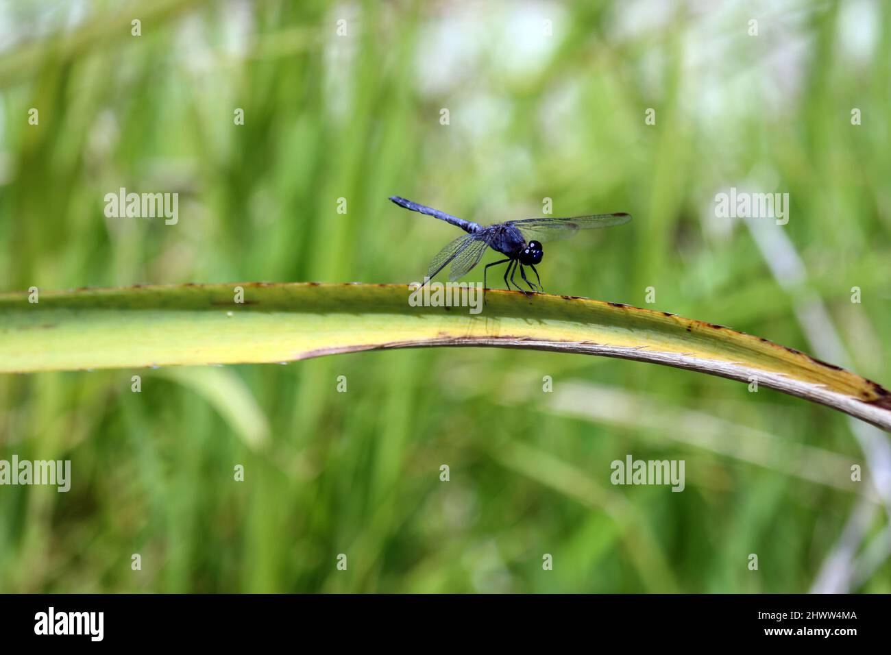 Nahaufnahme einer Libelle nach der Landung. Das Foto ist von oben nach unten zu sehen, die Flügel sind transparent blau. Die Landung erfolgte auf einem Busch neben einem Fluss. Stockfoto