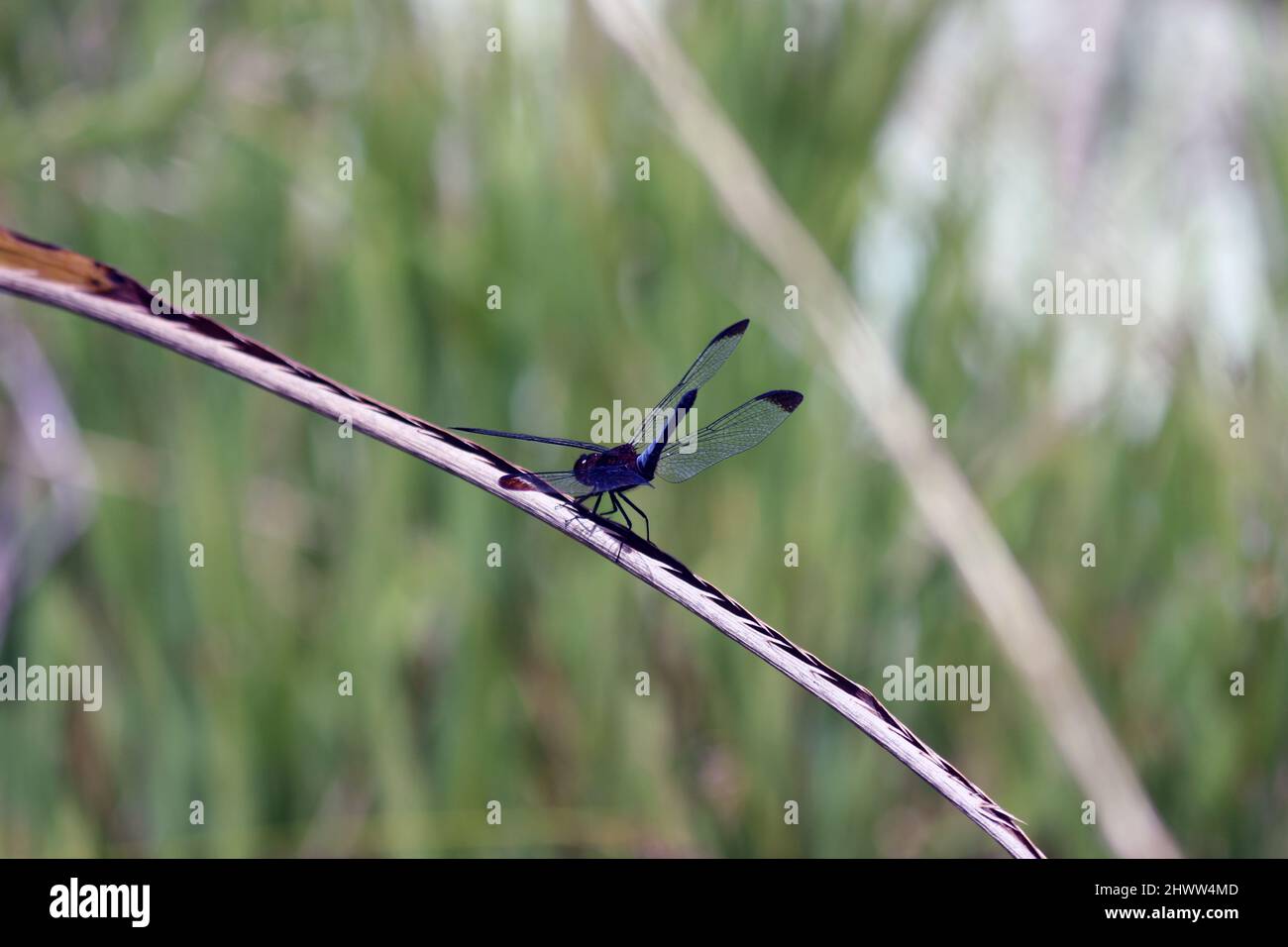 Nahaufnahme einer Libelle nach der Landung. Das Foto ist von oben nach unten zu sehen, die Flügel sind transparent blau. Die Landung erfolgte auf einem Busch neben einem Fluss. Stockfoto