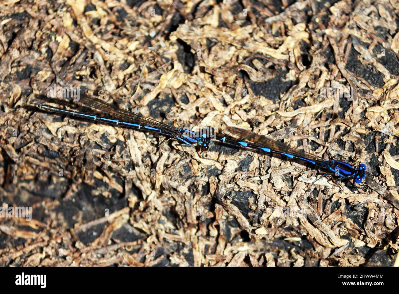 Zwei Libellen, die auf dem Boden eines Flusses thronen, nähern sich zur Paarung, sie sind Libellen in Blau- und Schwarztönen. Das Foto ist abgewinkelt fr Stockfoto