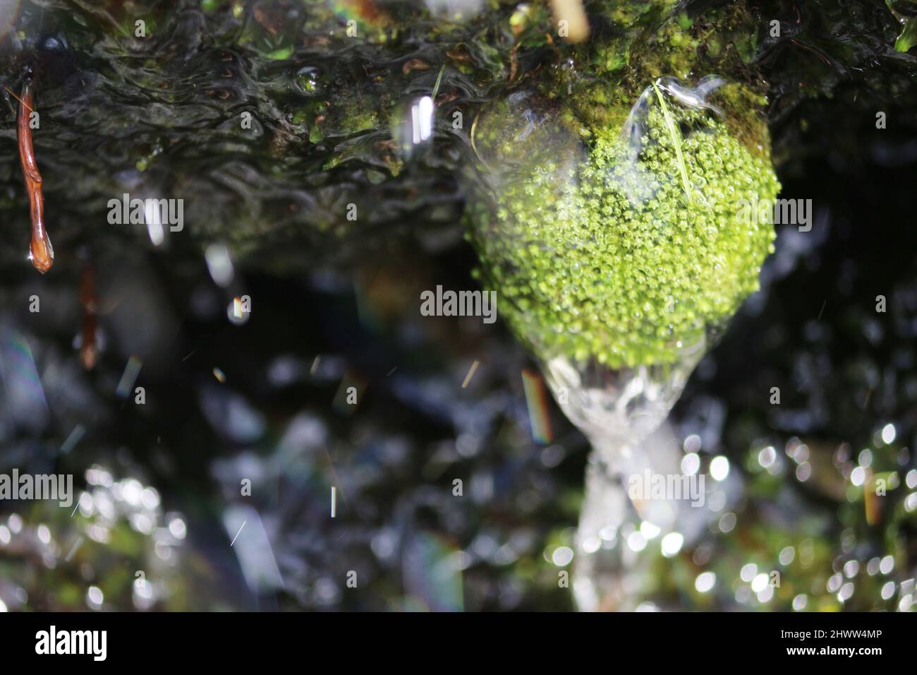 Nahaufnahme eines Busches, der unter dem Wasser eines Wasserfalls wächst. Ein besonderes Detail der Natur, hüpfende Wassertropfen und Boke im Hintergrund. Stockfoto