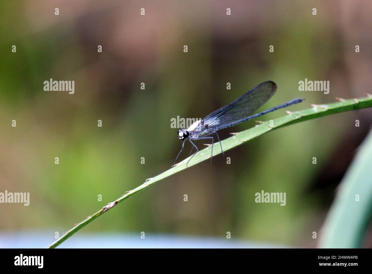 Nahaufnahme einer weißen Libelle nach der Landung. Seine Flügel sind transparent blau. Die Landung erfolgte auf einem Busch neben einem Fluss. Stockfoto