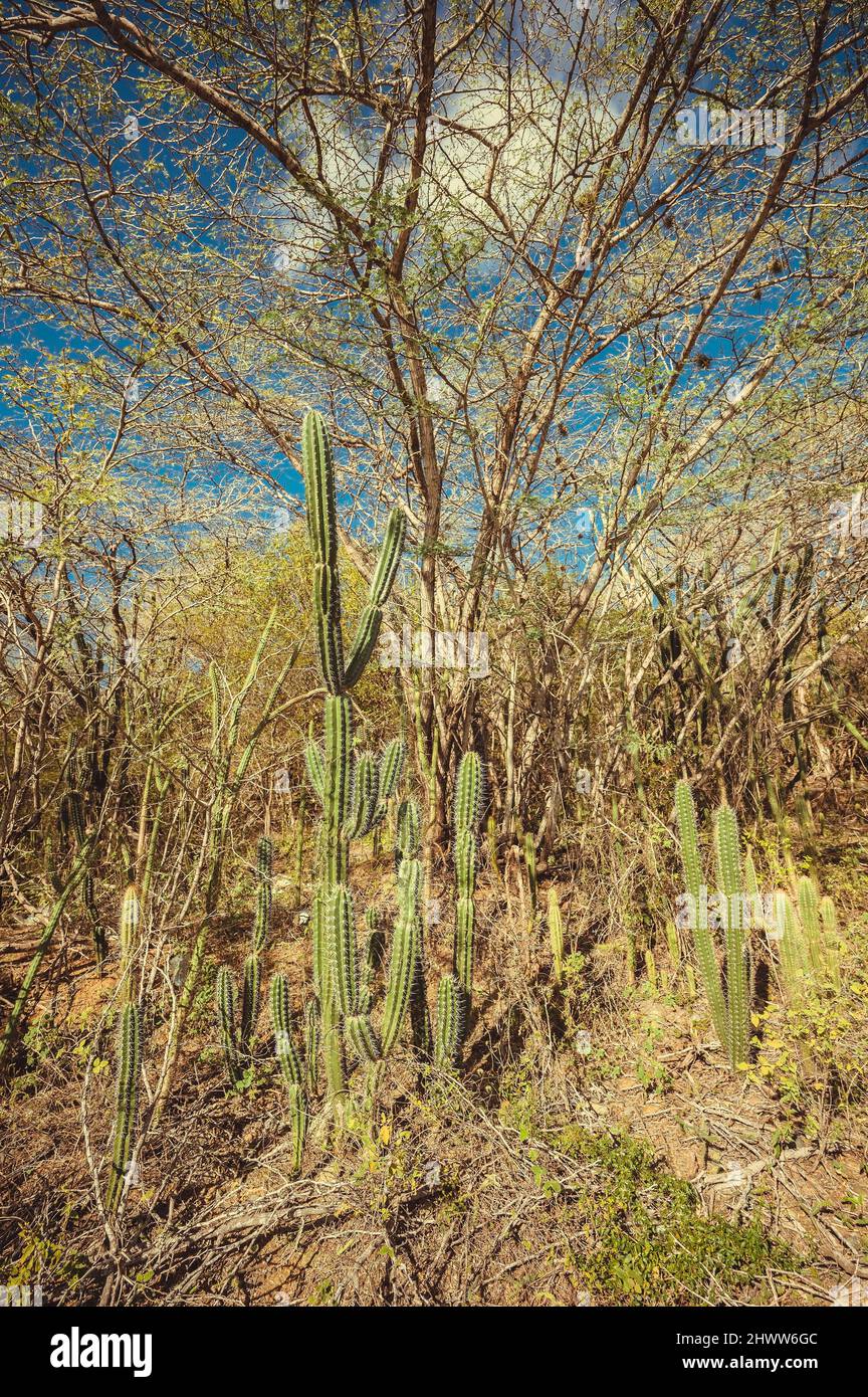 Peyote wächst in der Tierwelt auf der karibischen Insel. Haiti Landschaft innerhalb der Insel. Kakteen gibt es in der Dominikanischen republik. Mexicano Landschaft in hispanola archip Stockfoto