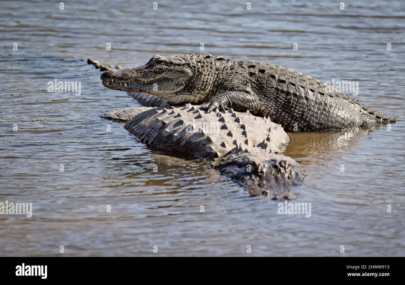 Florida Alligator Ruht Auf Einem Anderen Gator Stockfoto