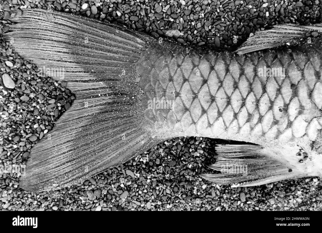 Schwarz-weißes Umweltdetail eines im Sand aufgesandten Fisches. Stockfoto
