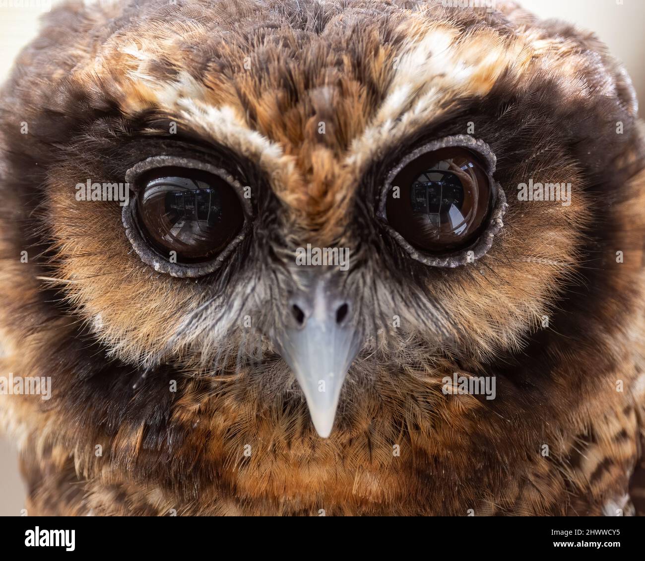 Natur Wildtiere Bild von Brauner Waldkauz Vogel Stockfoto