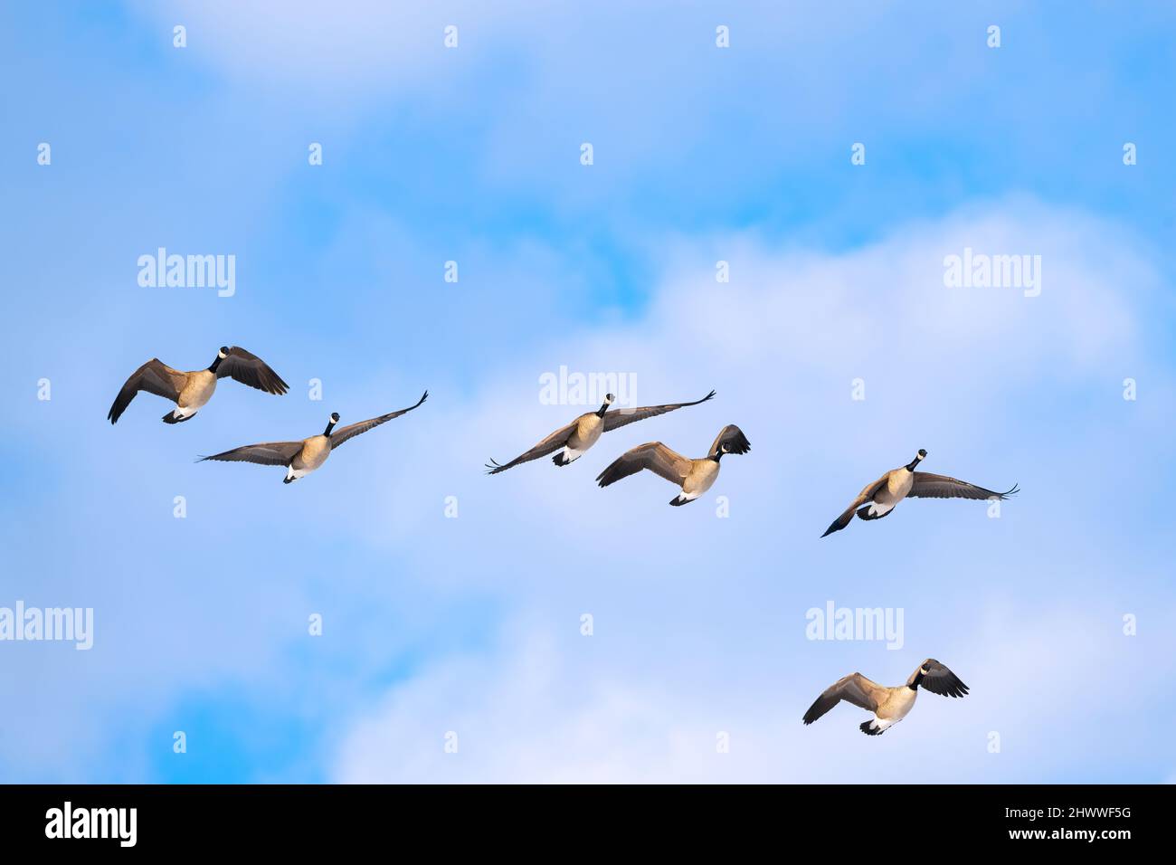 Kanadagänse (Branta canadensis) fliegen über den Himmel, E Nordamerika, von Dominique Braud/Dembinsky Photo Assoc Stockfoto