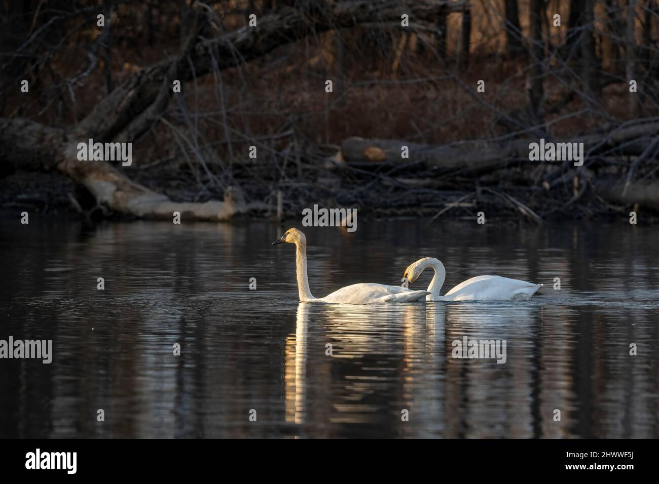 Paar Trompeter-Schwäne (Cygnus-Bukzinator), in Lake, Early Spring, E USA, von Dominique Braud/Dembinsky Photo Assoc Stockfoto Paar Trompeter-Schwäne (Cygnus-Bukzinator), in Lake, Early Spring, E USA, von Dominique Braud/Dembinsky Photo Assoc Stockfoto