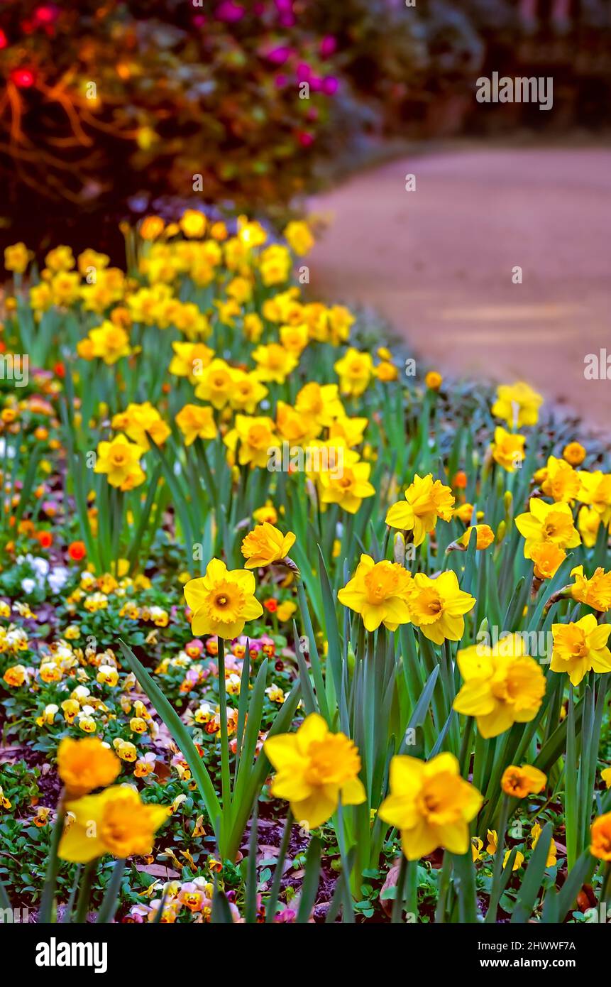 Gelbe Narzisse (Narcissus) blühen in den Bellingrath Gardens, 4. März 2022, in Theodore, Alabama. Die 65 Hektar großen Gärten wurden 1932 der Öffentlichkeit zugänglich gemacht. Stockfoto