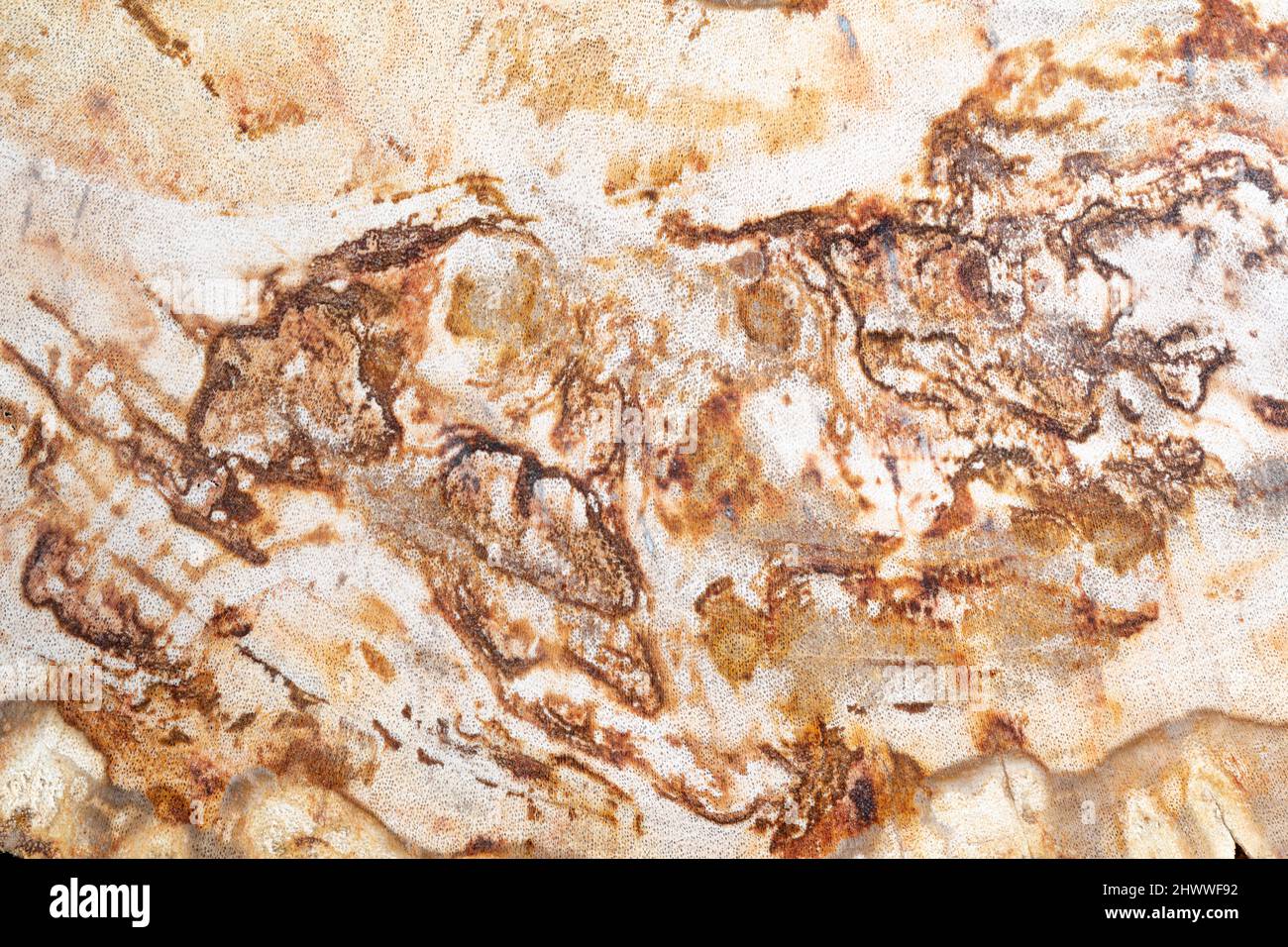 Querschnitt aus versteinertem Holz, zeigt leere Zellen, die von ihrem ursprünglichen organischen Material, Arizona, USA, erschöpft sind, von Dominique Braud/Dembinsky Photo Assoc Stockfoto