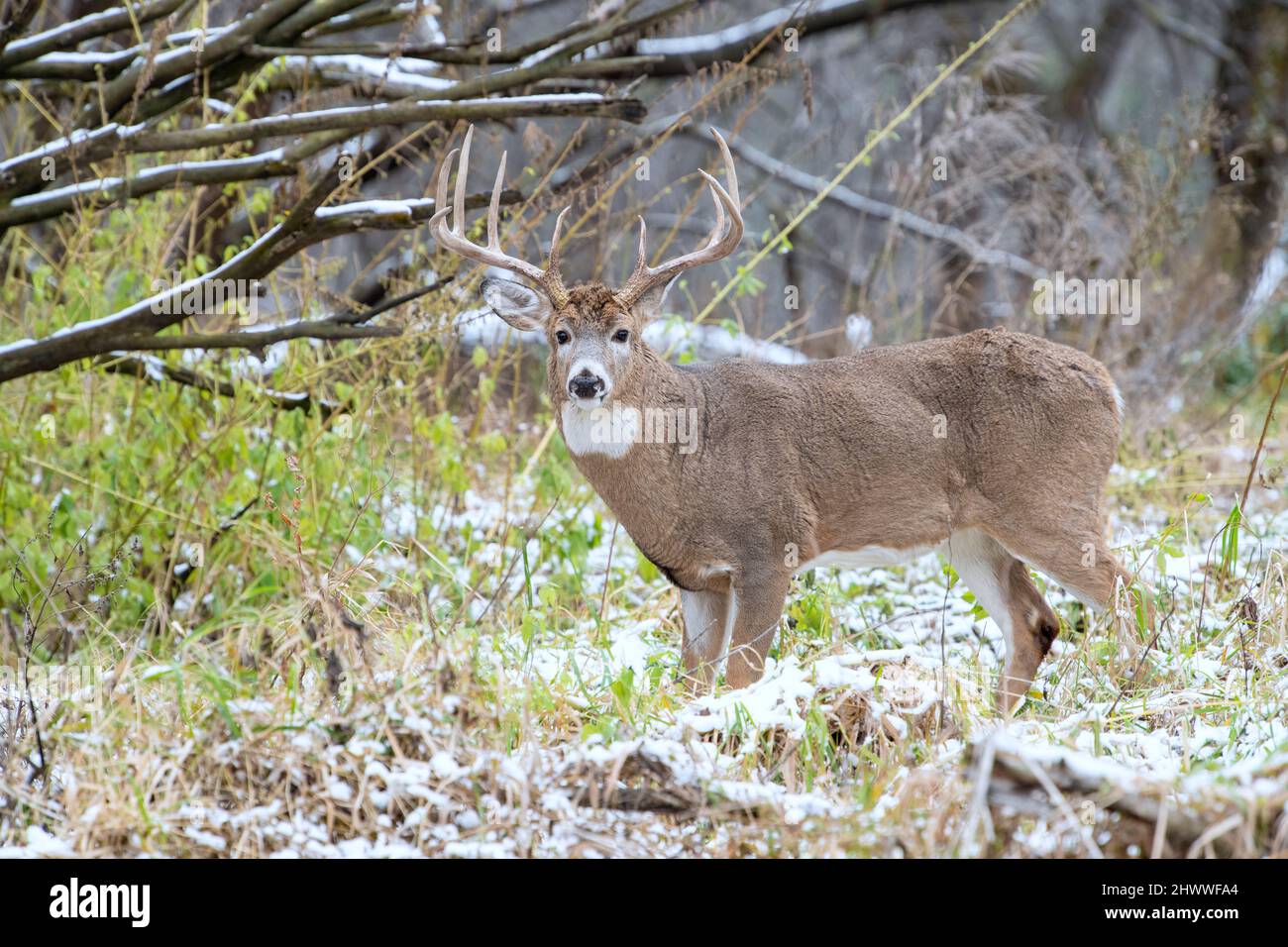 Weißschwanzhirsch (Odocoileus virginianus), Trophäenbock, Herbst, E. Nordamerika, von Dominique Braud/Dembinsky Photo Assoc Stockfoto