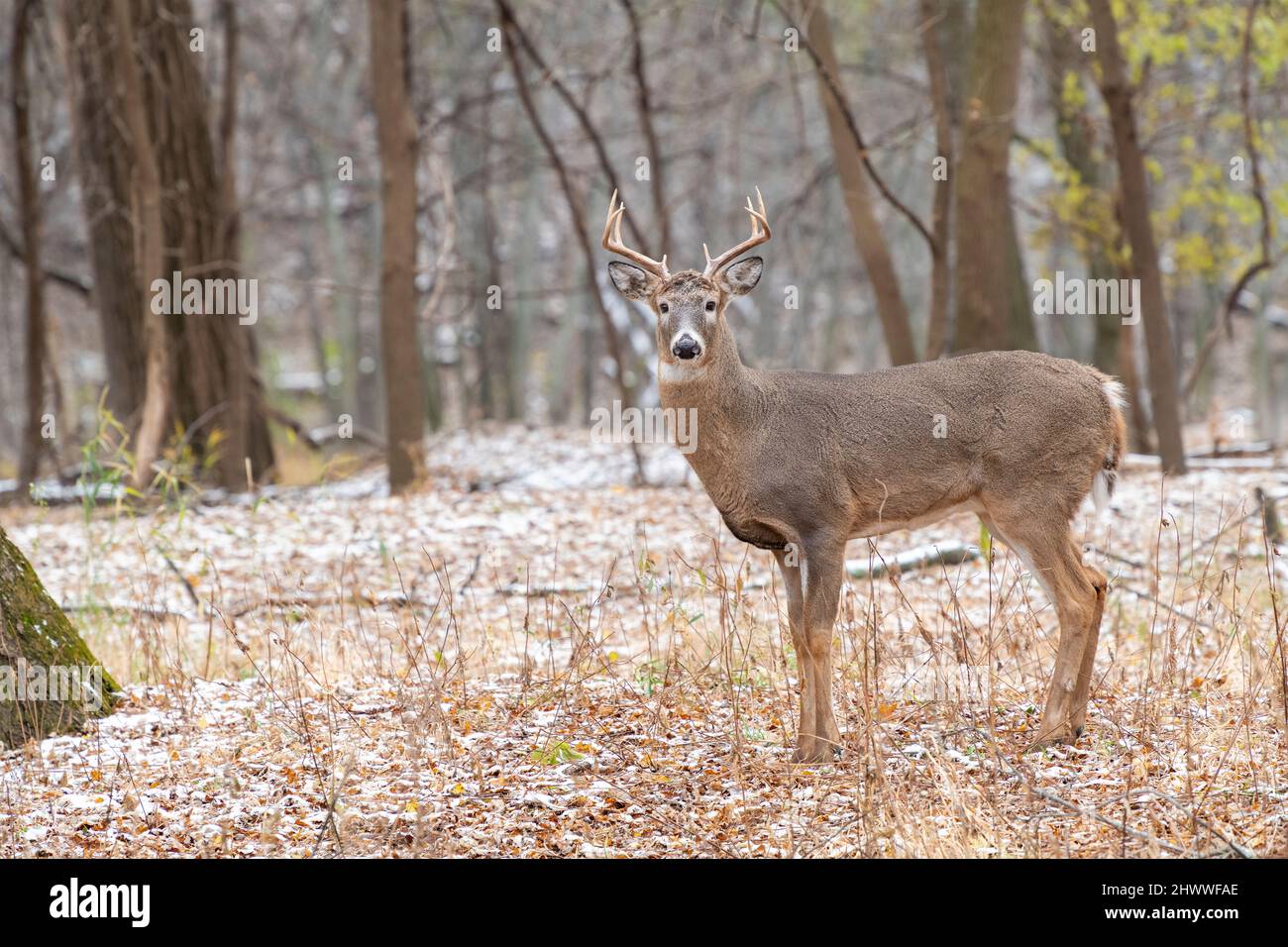 Weißschwanzhirsch (Odocoileus virginianus), Trophäenbock, Herbst, E. Nordamerika, von Dominique Braud/Dembinsky Photo Assoc Stockfoto Weißschwanzhirsch (Odocoileus virginianus), Trophäenbock, Herbst, E. Nordamerika, von Dominique Braud/Dembinsky Photo Assoc Stockfoto