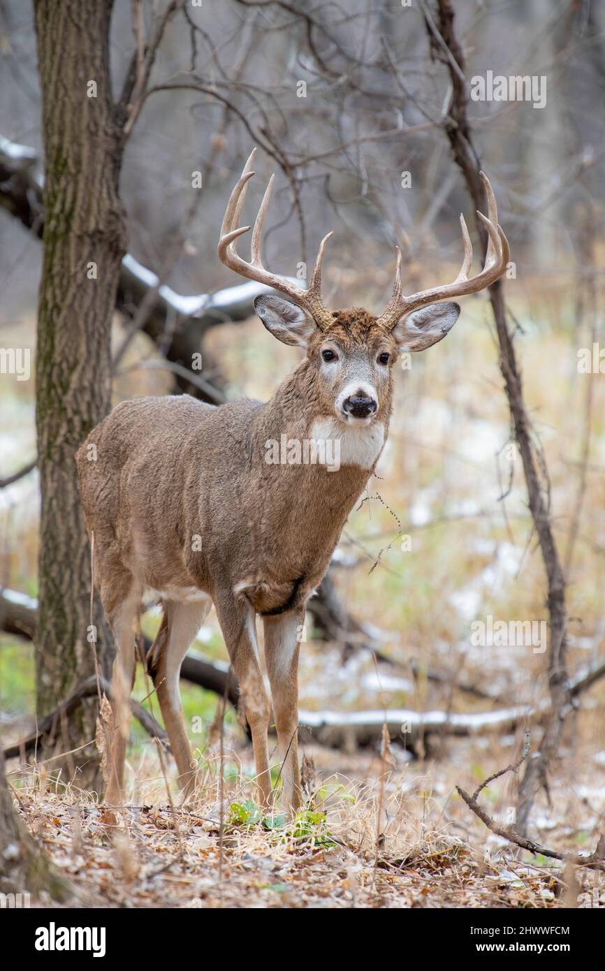 Weißschwanzhirsch (Odocoileus virginianus), Trophäenbock, weißer Kehlfleck, Herbst, E. Nordamerika, Von Dominique Braud/Dembinsky Photo Assoc Stockfoto