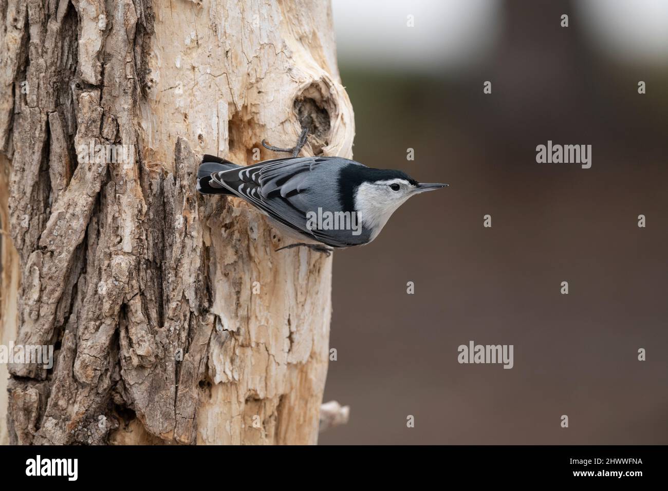 Weißreiher Nuthatch (Sitta carolinensis) auf Baum, E USA, von Dominique Braud/Dembinsky Photo Assoc Stockfoto