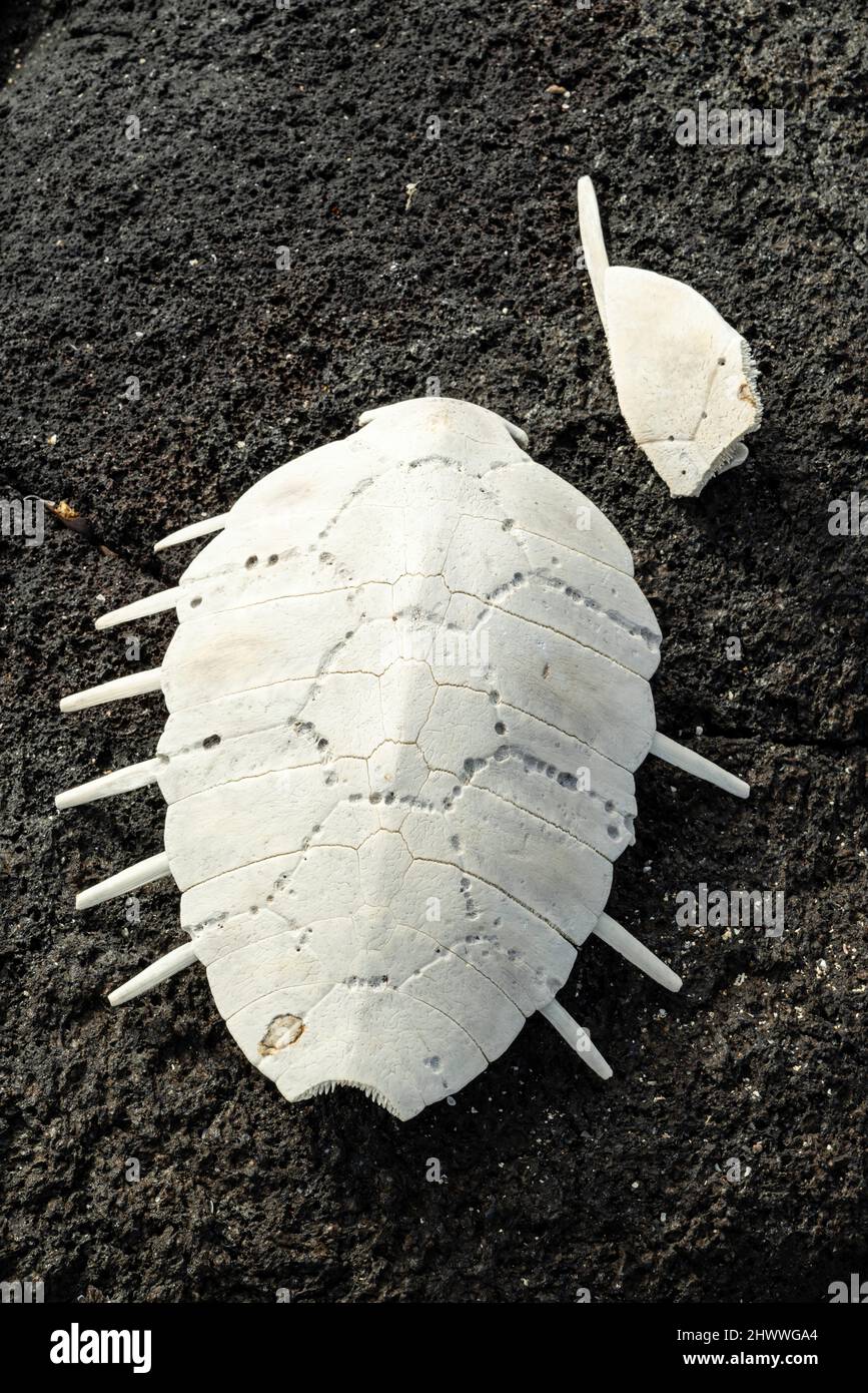 Foto einer Skelettkarapase einer Meeresschildkröte auf der Isla Fernandina, Gal‡pagos Islands, Ecuador. Stockfoto
