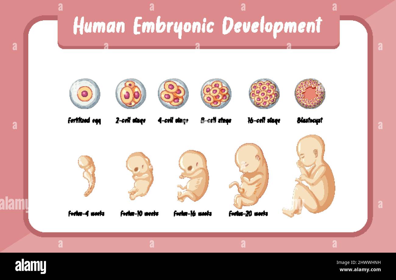 Infografik zur Entwicklung des menschlichen Embryos Stock-Vektorgrafik ...