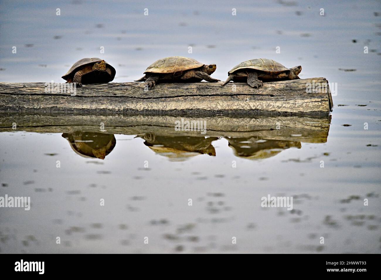 WESTERN Pond Turtle - Actinemys marmorata Stockfoto