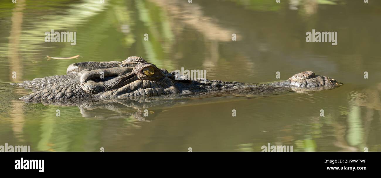 Ein großes Krokodil schwimmt im Yellow Water Billabong, Kakadu, Northern Territory, Australien. Stockfoto