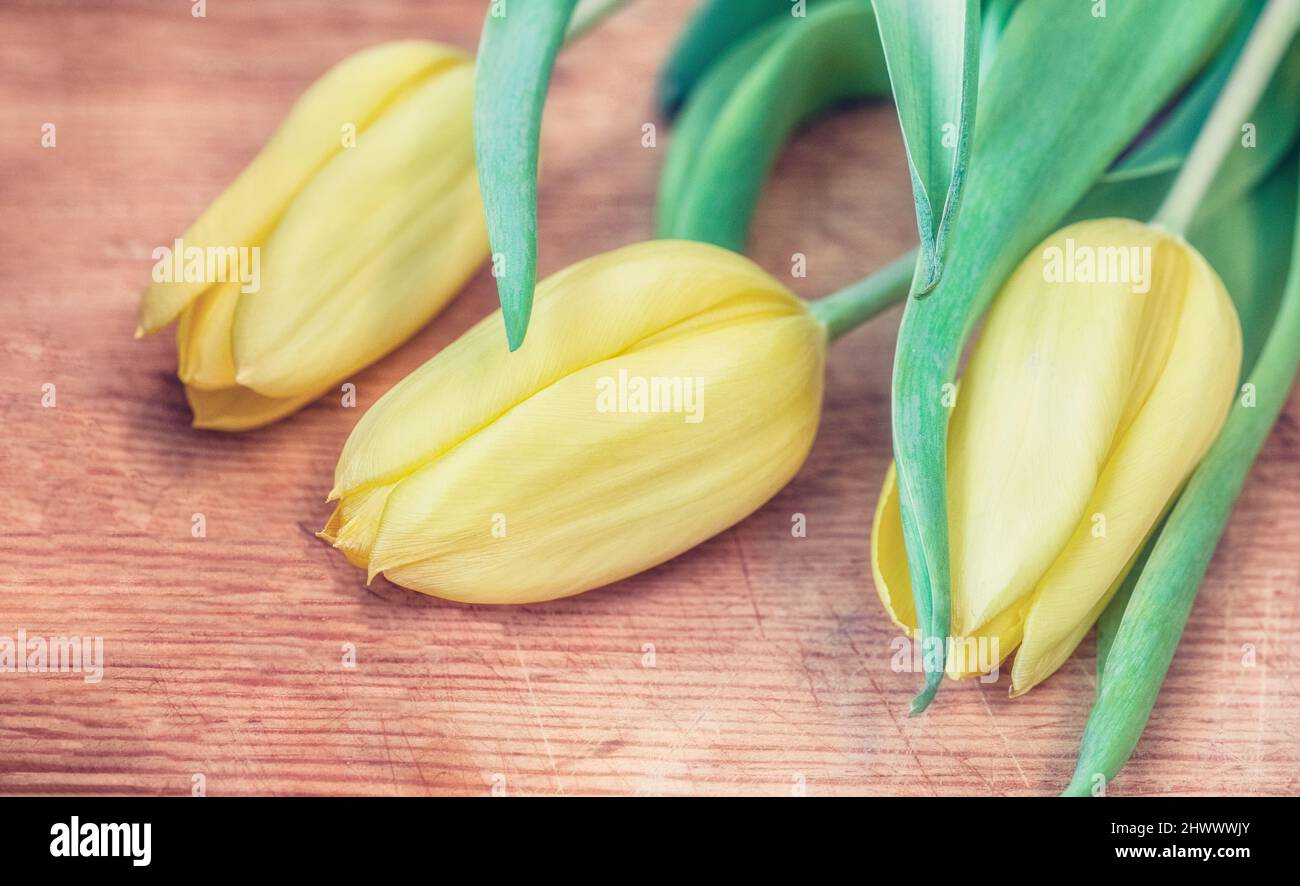 Gelbe Tulpen in Blüte auf einem Schneidebrett mit Kopierfläche. Natürlicher Hintergrund für Frühling, Ostern, Passah, Muttertag und ähnliche Themen. Stockfoto