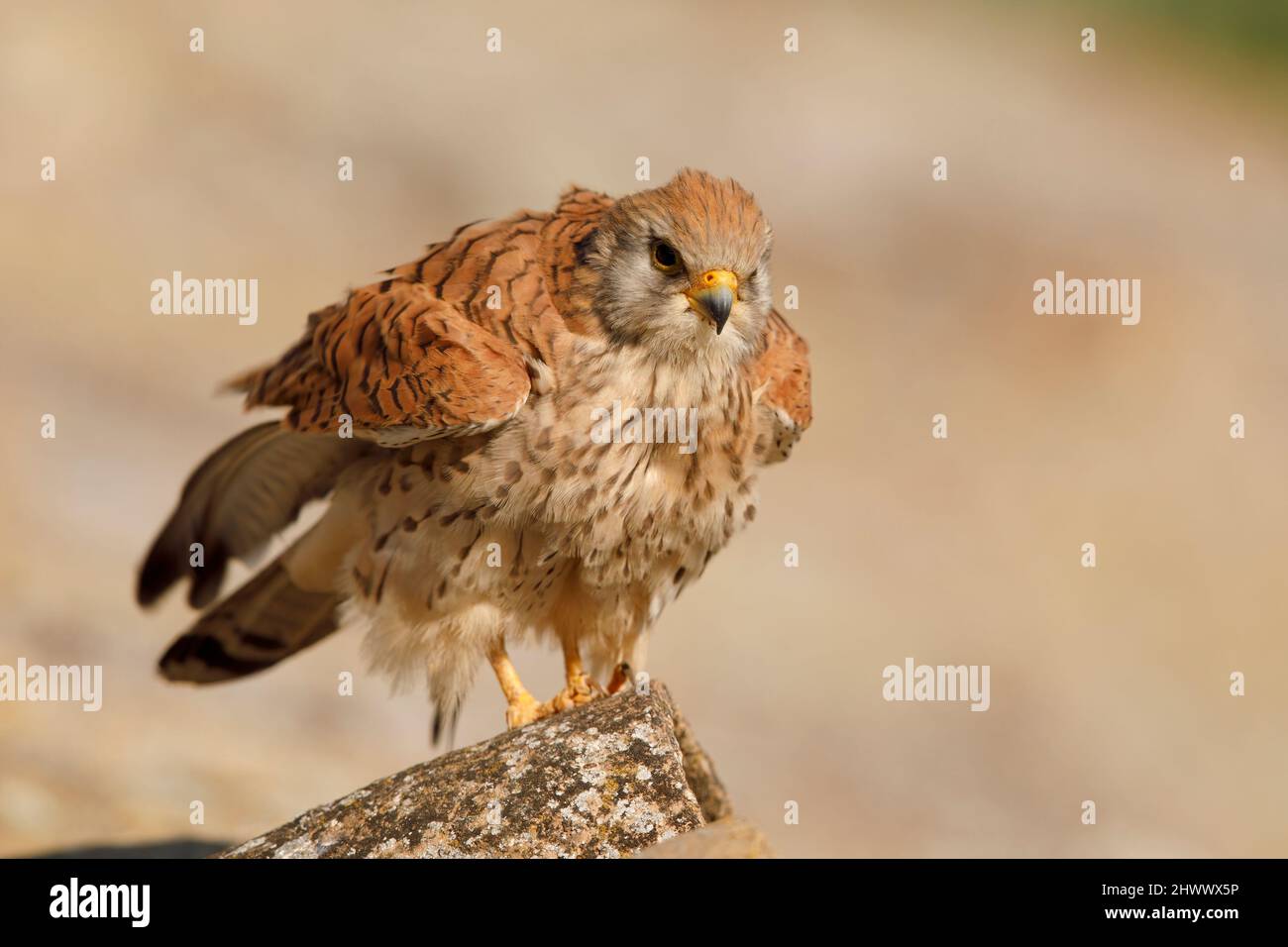 Kleiner Turmfalke Stockfoto